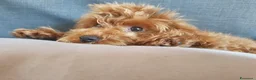 Barboncino cani per accoppiamento: BARBONCINO TOY RED per accoppiamento  - Annuncio 2