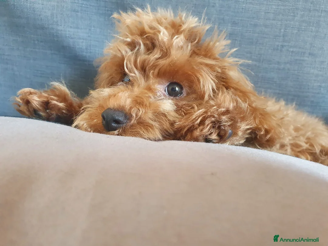 Barboncino cani per accoppiamento: BARBONCINO TOY RED per accoppiamento  - Annuncio 2