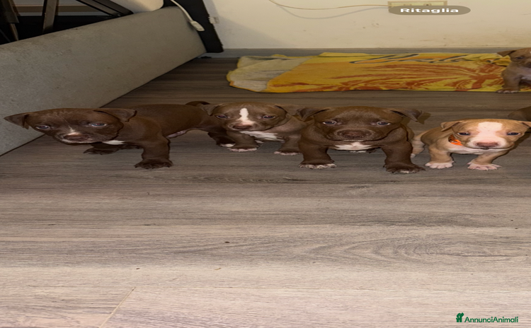 Pitbull cani - Annuncio 3