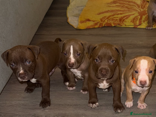 Pitbull cani Pitbull red nose ukc - Annuncio 2