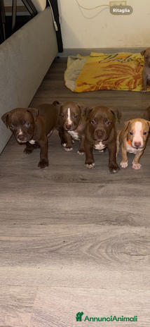 Pitbull cani - Annuncio 3