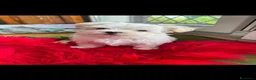 Maltese cani in vendita: Maltese MiniToy - Annuncio 4