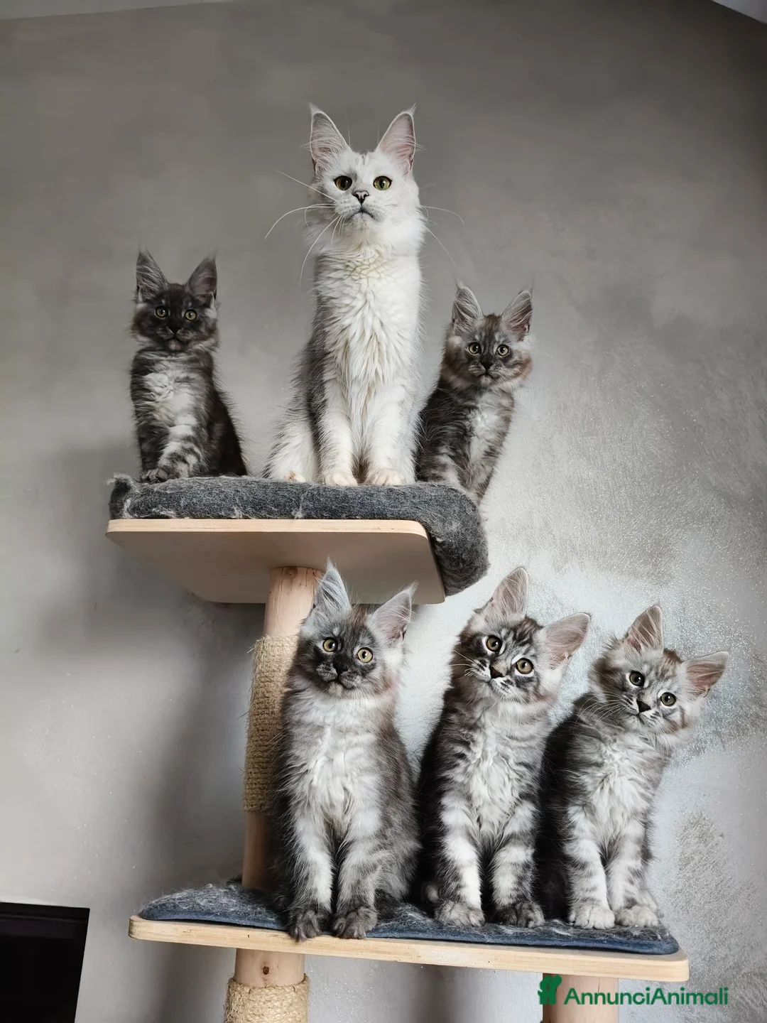 Maine Coon gatti in vendita: Cucciola Maine Coon Black Smoke  - Annuncio 8