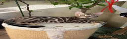 Bengala gatti in vendita: la meraviglia di Selected Breed  - Annuncio 1