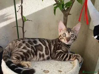 Bengala gatti la meraviglia di Selected Breed - Annuncio 4