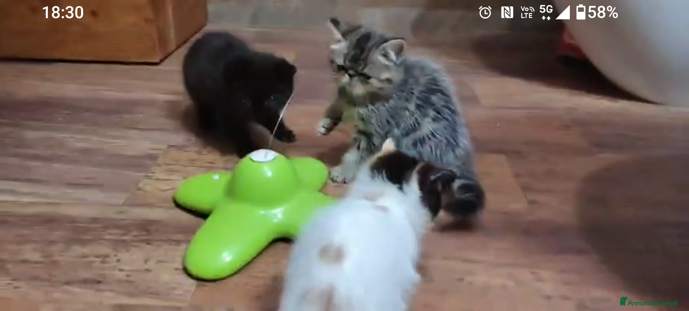 Exotic Shorthair gatti Cuccioli Exotic e Persiani - Annuncio 5