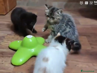 Exotic Shorthair gatti Cuccioli Exotic e Persiani - Annuncio 5