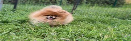 Volpino Pomerania cani in vendita: CUCCIOLI POMERANIA CON PEDIGREE ENCI - Annuncio 14