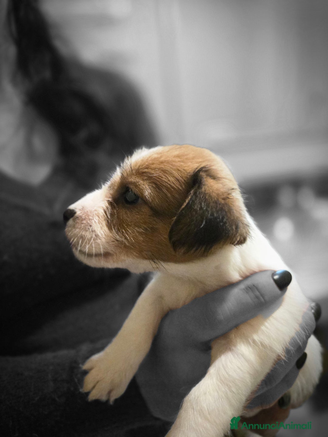 Jack Russell cani in vendita: Cuccioli Jack Russell Terrier - Annuncio 18