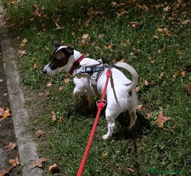 Jack Russell cani Maschio jack Russell per accoppiamento  - Annuncio 6