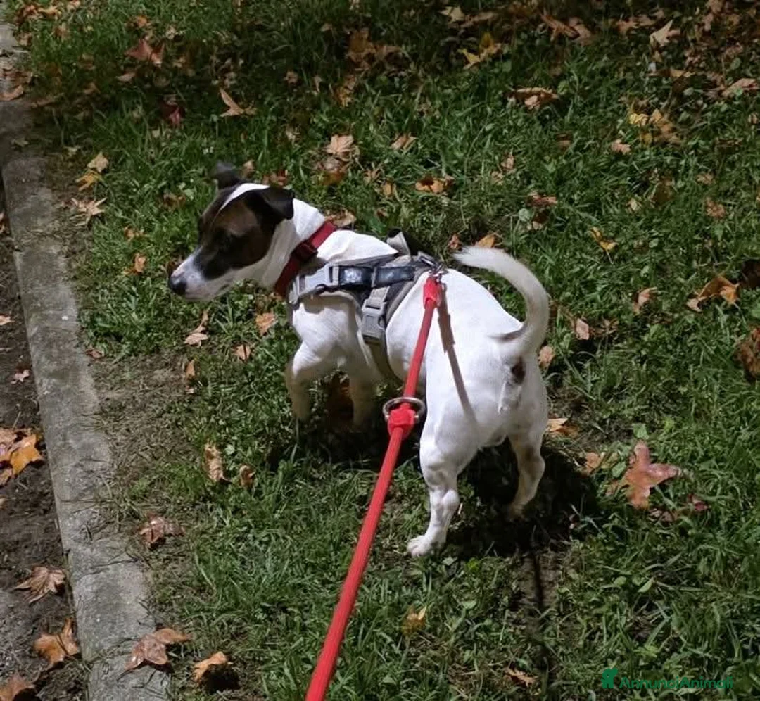 Jack Russell cani per accoppiamento: Maschio jack Russell per accoppiamento  - Annuncio 1