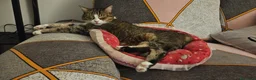 Altre razze gatti in regalo: GATTINI ABBANDONATI: URGENTE  a Città Metropolitana di Torino - Annuncio 2