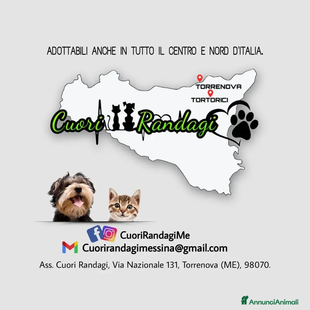 Meticcio cani in regalo: Denver cucciolo bellissimo cerca famiglia a Città Metropolitana di Bologna - Annuncio 8