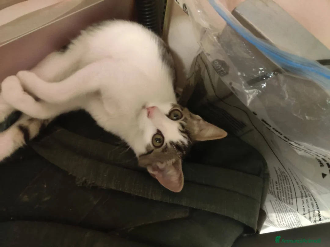 Europeo gatti in regalo: Dolcissimo gattino in adozione, PACO! - Annuncio 6