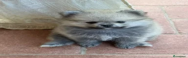 Spitz 1