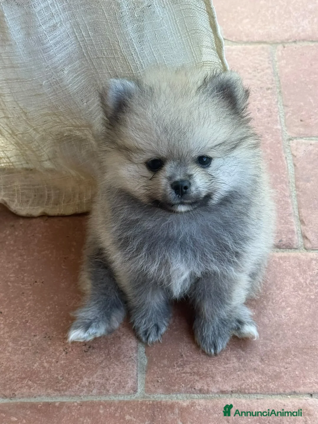 Spitz cani in vendita: Spitz di Pomerania  a Provincia di Massa e Carrara - Annuncio 2