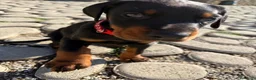 Dobermann cani in vendita: Meravigliosi cuccioli di Doberman disponibili  - Annuncio 2