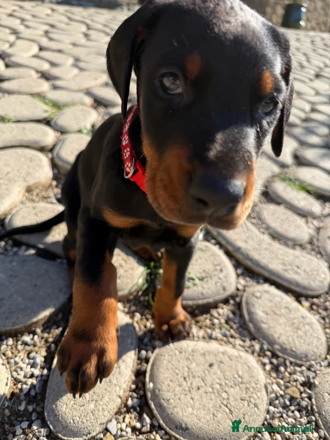 Dobermann cani in vendita: Meravigliosi cuccioli di Doberman disponibili  - Annuncio 2