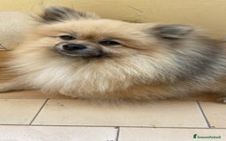 Spitz cani per accoppiamento: Spitz tedesco piccolo a Provincia di Caserta - Immagine 1