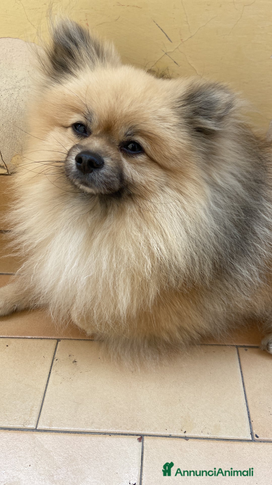 Spitz cani per accoppiamento: Spitz tedesco piccolo a Provincia di Caserta - Immagine 1