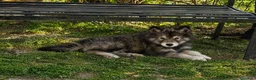 Alaskan Malamute cani in vendita: Cucciola di alaskan malamute - Annuncio 3