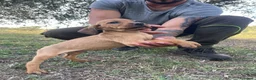 Segugio Maremmano cani in vendita: Cucciolata segugi maremmani  - Annuncio 8