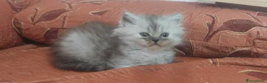Persiano 1