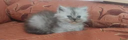 Persiano gatti in vendita: Cuccioli persiani  - Annuncio 6