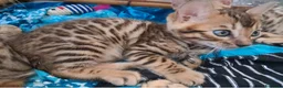 Bengala gatti in vendita: Cuccioli bengala stupendi a Provincia di Ancona - Annuncio 7