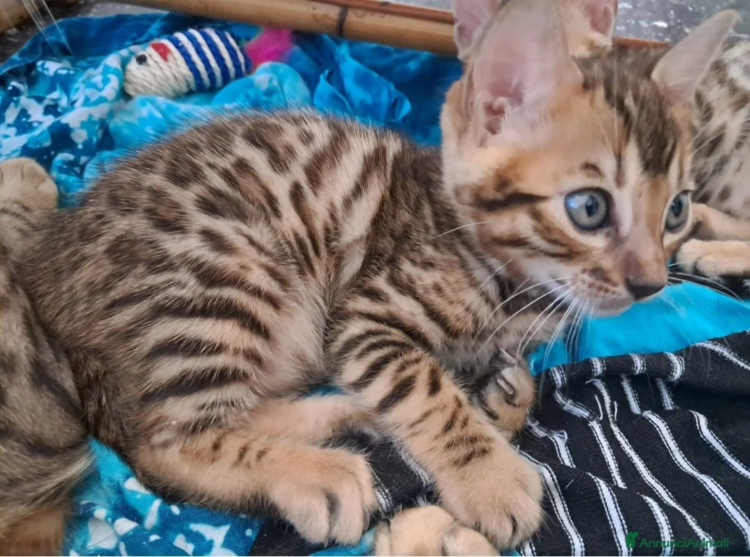 Bengala gatti in vendita: Cuccioli bengala stupendi a Provincia di Ancona - Annuncio 7