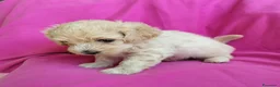 Maltipoo cani in vendita: Cucciola maltipoo a Provincia di Rimini - Annuncio 1