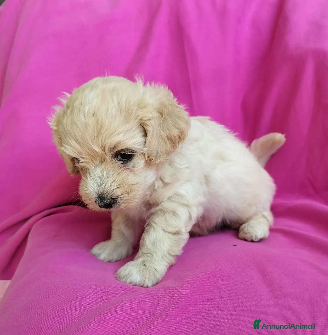Maltipoo cani in vendita: Cucciola maltipoo a Provincia di Rimini - Annuncio 1