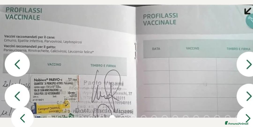 Pastore Tedesco cani in vendita: splendidi cuccioli  - Annuncio 16