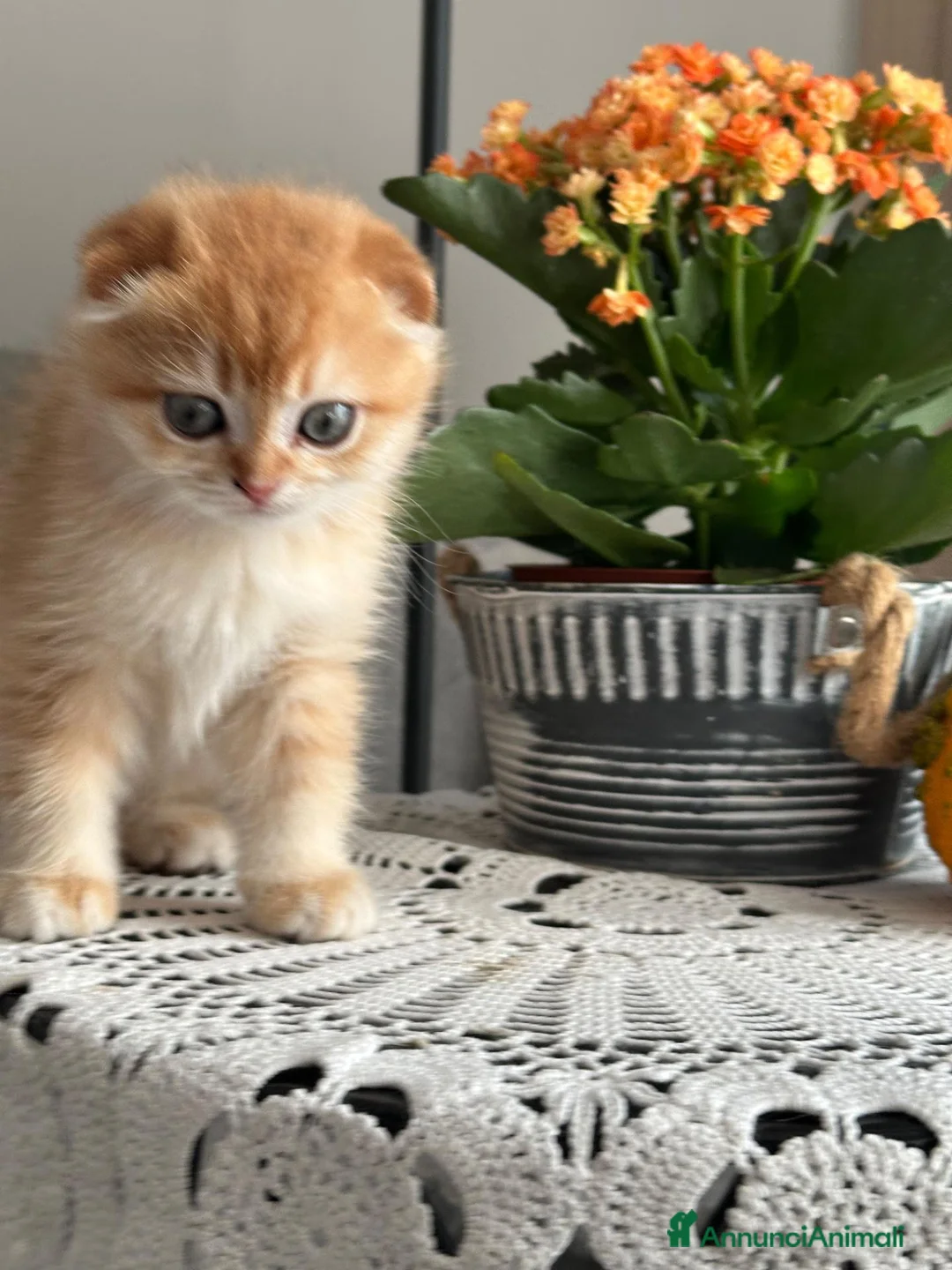 Scottish gatti in vendita: Gattini Scottish Golden  - Annuncio 13