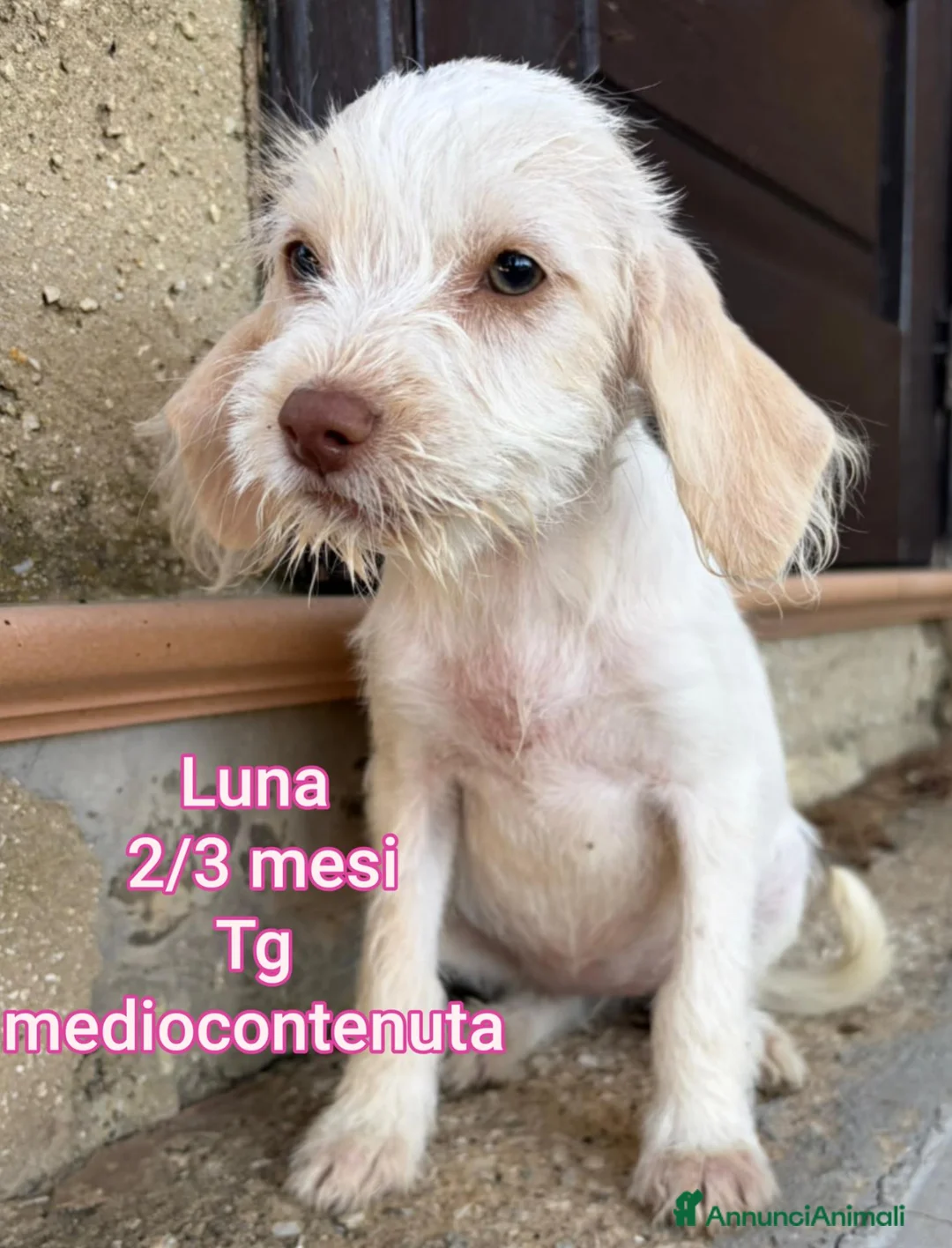 Meticcio cani in regalo: Cuccioli in cerca di famiglie  - Annuncio 2