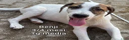 Meticcio cani in regalo: CUCCIOLI SOLI ED ESCLUSI  a Città Metropolitana di Genova - Annuncio 10