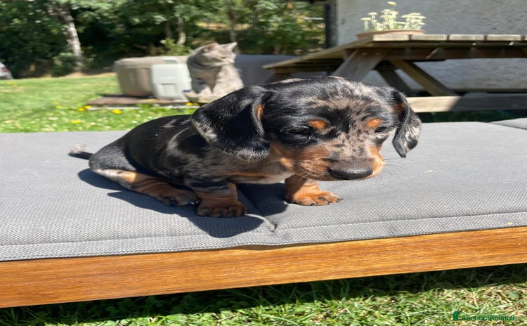 Bassotto cani a Provincia di Cuneo - Annuncio 4