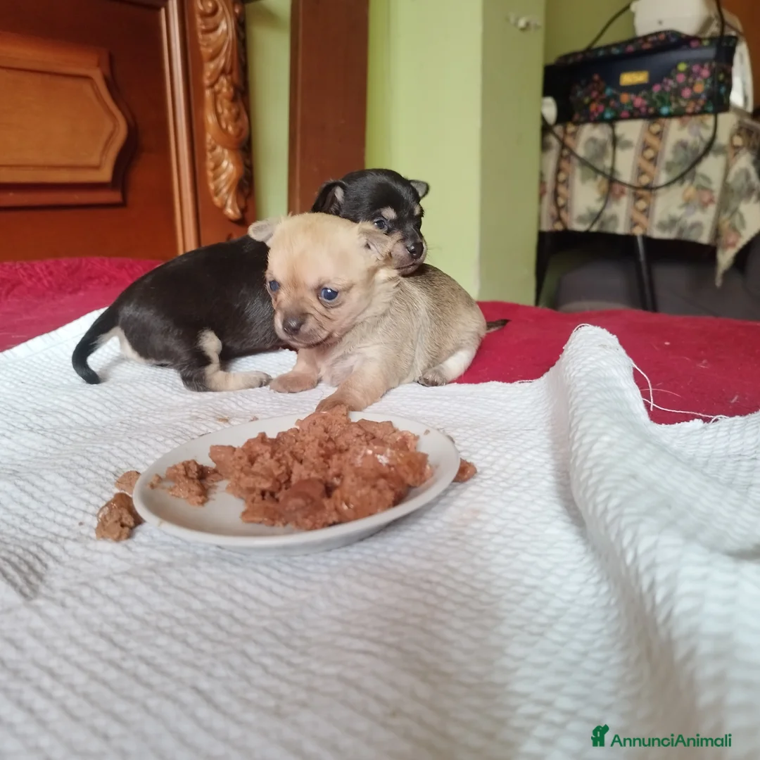 Chihuahua cani in vendita: Privato  - Annuncio 6