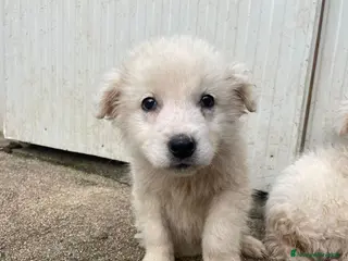 Meticcio cani DUE DOLCI PECORELLE - Annuncio 2