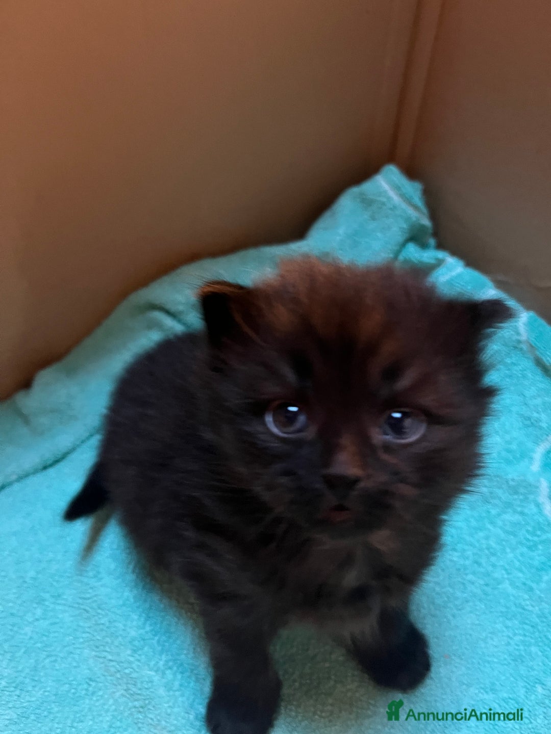 Siberiano gatti in vendita: Gattini siberiani  - Annuncio 7