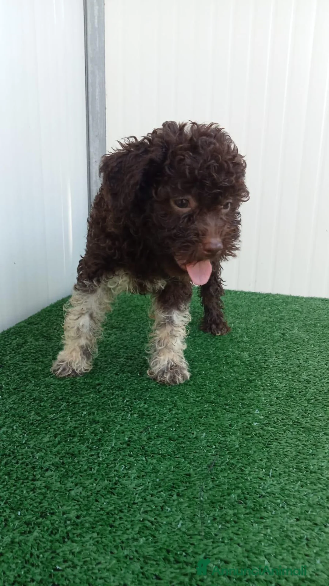 Lagotto cani in vendita: Lagotto Romagnolo  - Annuncio 18