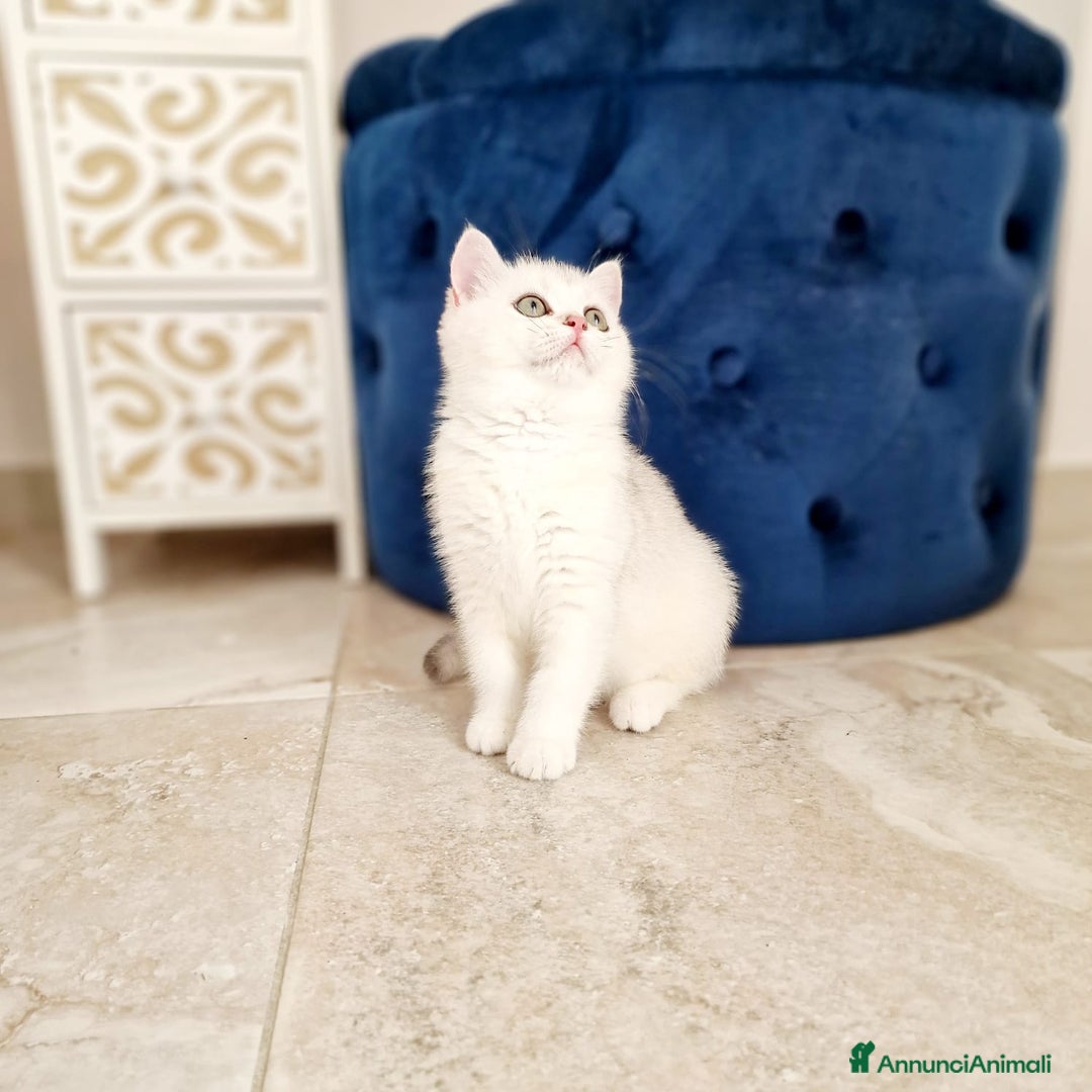 Scottish gatti in vendita: Scottish  - Annuncio 9