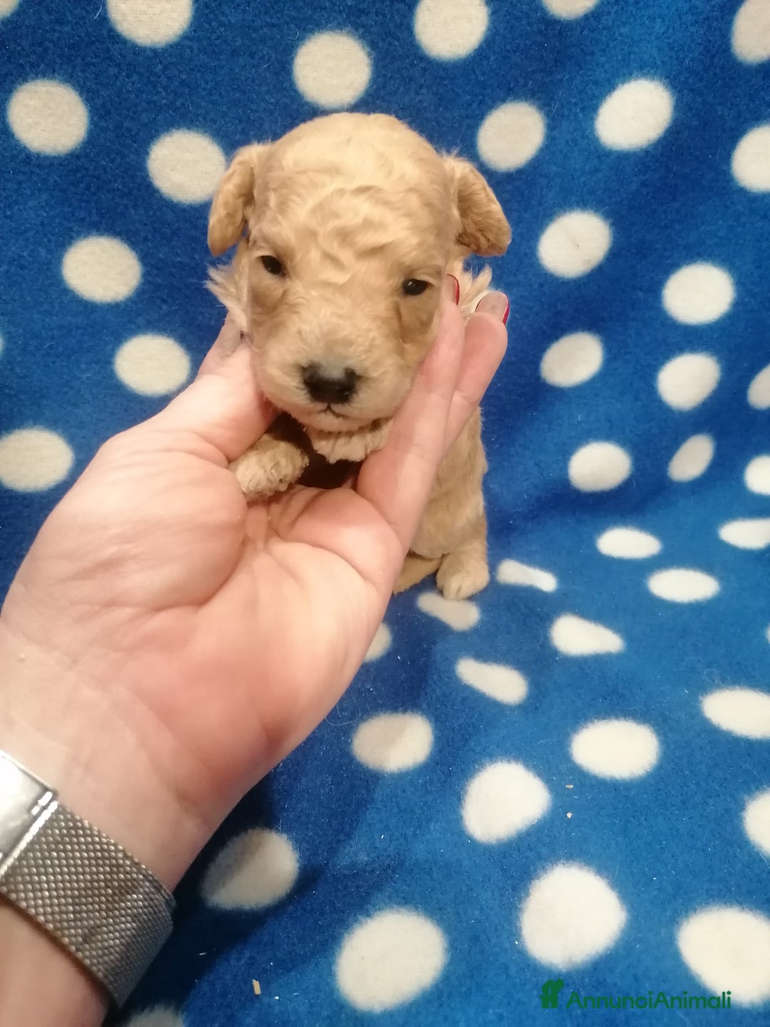 Barboncino cani in vendita: Barboncini Nani cuccioli - Annuncio 3