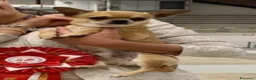 Chihuahua cani in vendita: Chihuahua maschio adulto pelo corto - Annuncio 2