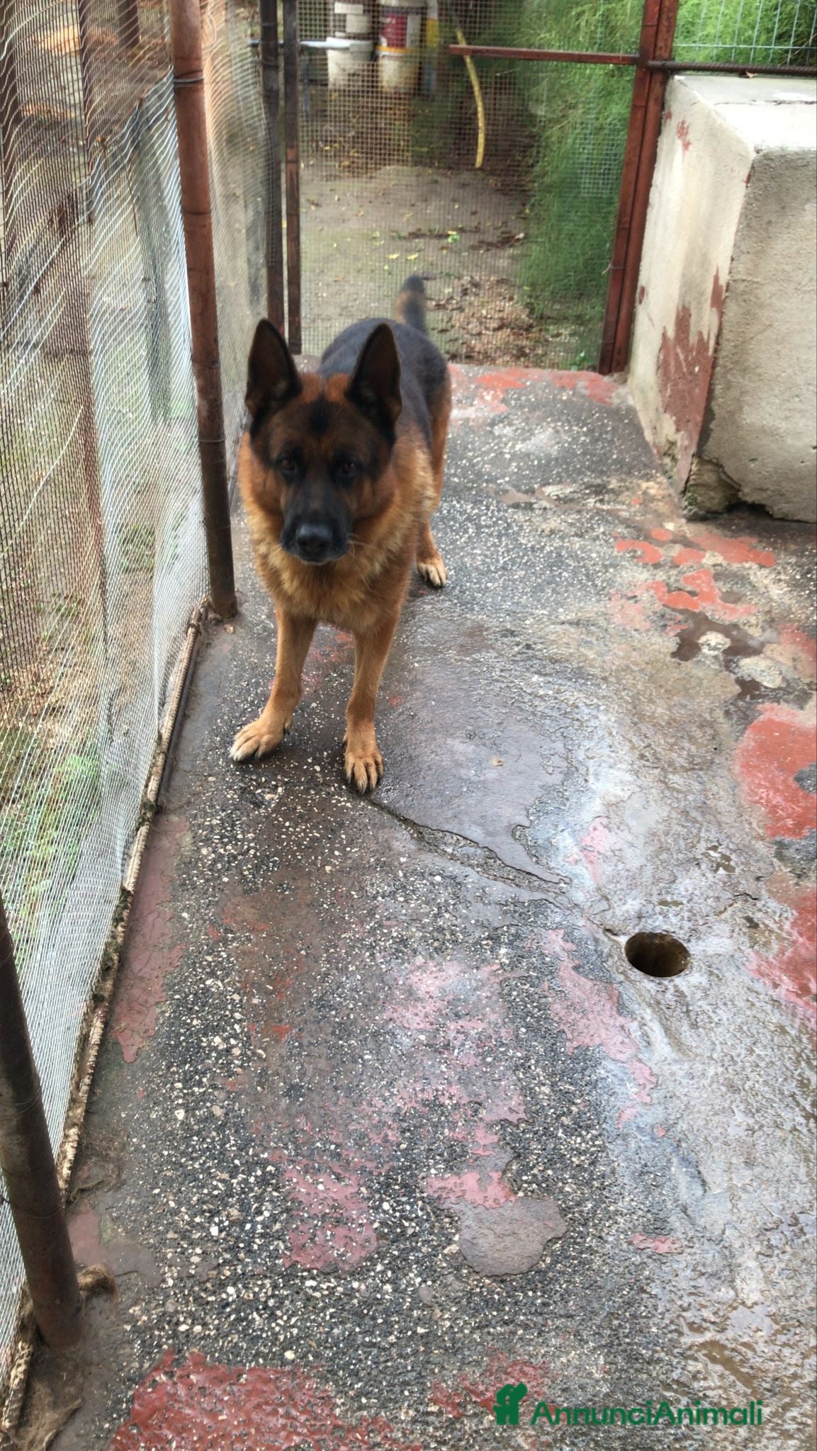 Pastore Tedesco cani ADOZ.DEL CUORE: solo a competenti della razza.. - Annuncio 6