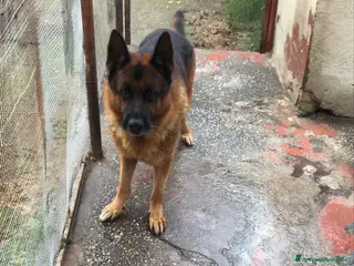 Pastore Tedesco cani ADOZ.DEL CUORE: solo a competenti della razza.. - Annuncio 5