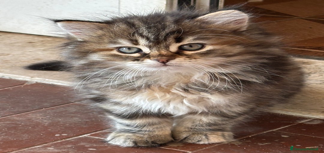 Immagine della galleria {{count}}