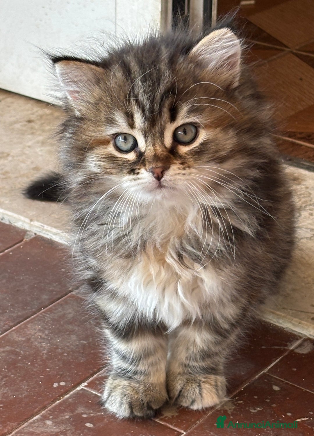 Immagine della galleria {{count}}