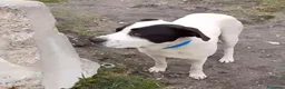 Meticcio cani in regalo: Molossino 1anno era libero..finito in canileNAPOLI - Annuncio 6