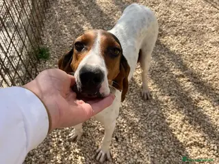 Segugio cani PENELOPE DOLCISSIMA SEGUGINA - Annuncio 1